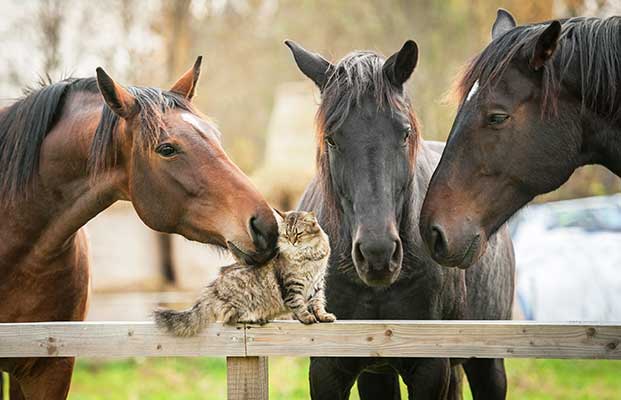 Cavalli che giocano con un gatto