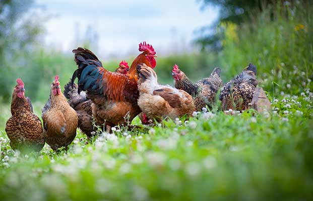 Gallo e galline in un prato