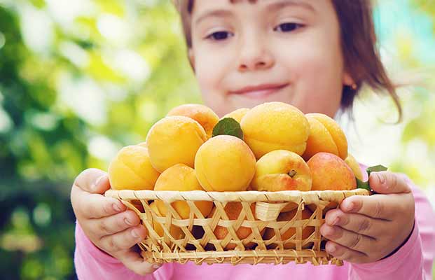 Una bambina tiene tra le mani un cesto di albicocche