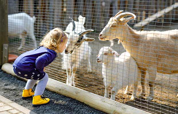 Bambino che esplora gli animali della fattoria