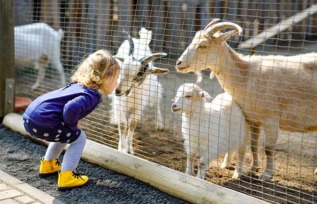 Bambino che esplora gli animali della fattoria