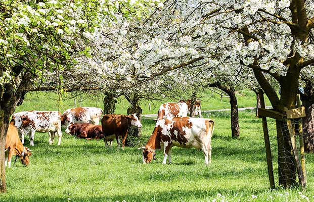 Mucche in un prato