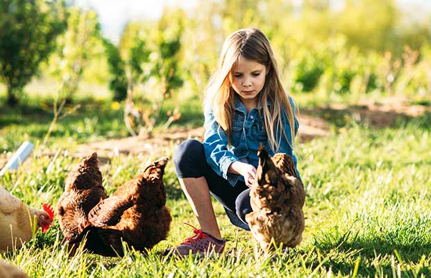 Bambino che accarezza i polli