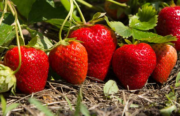 Fragole pronte per la raccolta