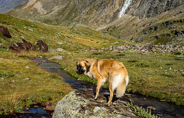 Cane in montagna