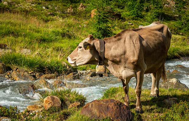 Mucca in alpeggio