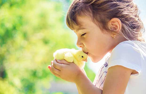 Bambino che accarezza un pulcino