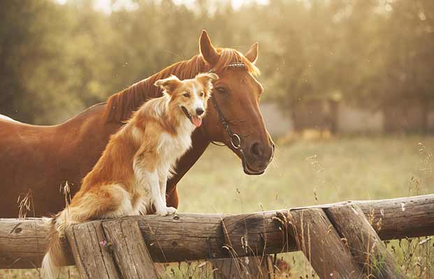 Cane e cavallo si godono il sole