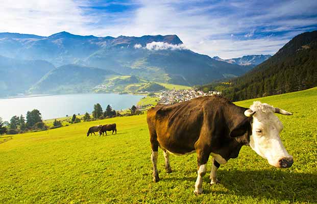 Mucche vicino al lago di Resia