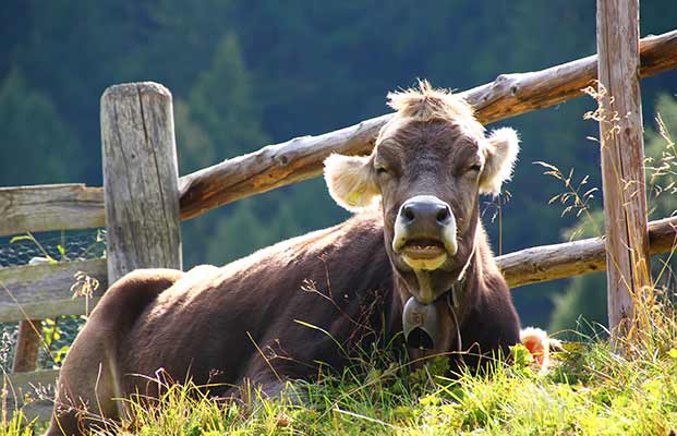 Mucca sdraiata in un prato