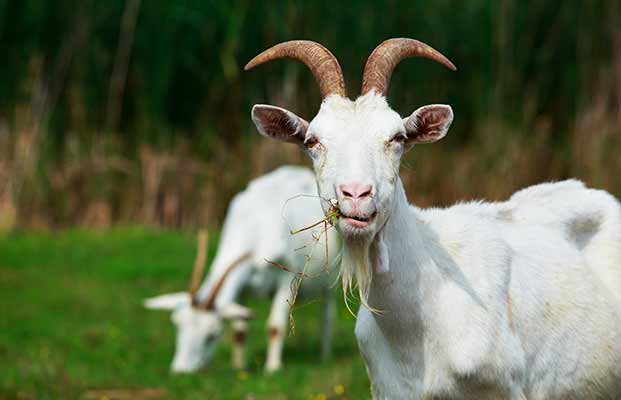 Nutrire la capra in un prato