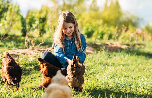 La ragazza cattura il pollo