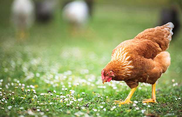 Pollo in cerca di cibo