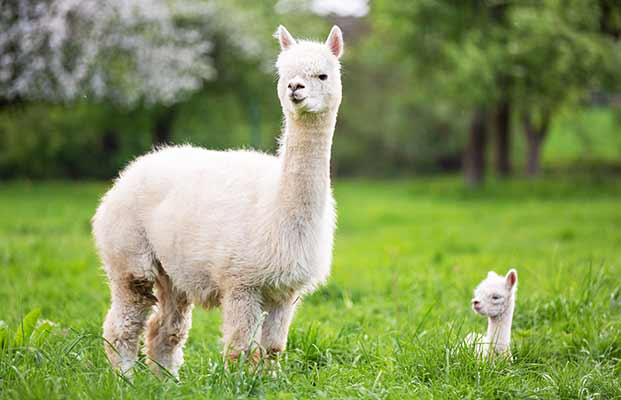 Alpaca in un prato