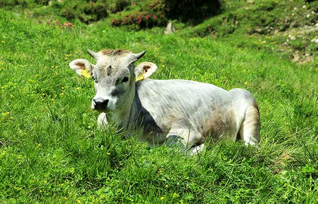 Mucca in un prato