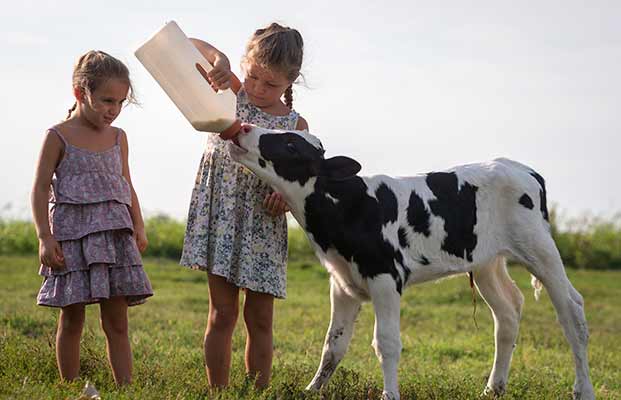 Due ragazze danno da mangiare a un vitello