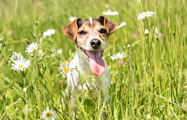 Cane in un prato fiorito