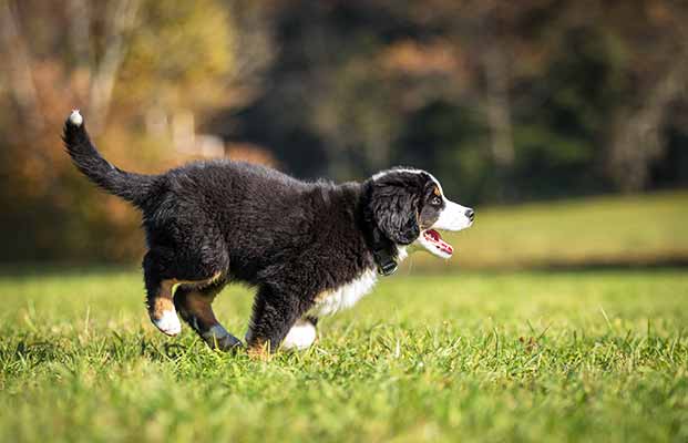 Cane che corre su un prato