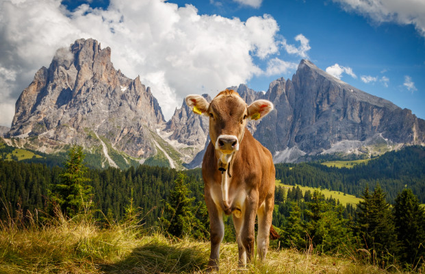 Fattoria di montagna