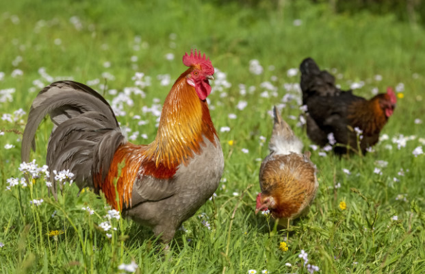 Gallo e galline in un prato