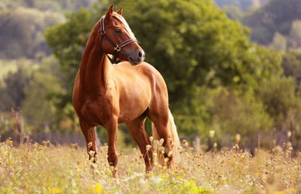 Cavallo in un prato