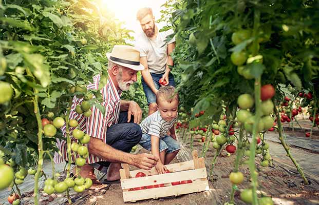 Bambino con padre e nonno che raccolgono pomodori