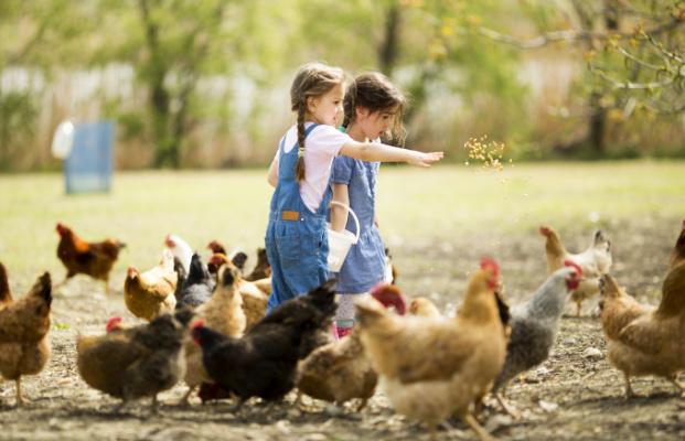 Due ragazze danno da mangiare ai polli