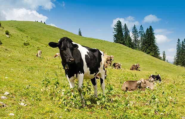 Mucche in un prato alpino