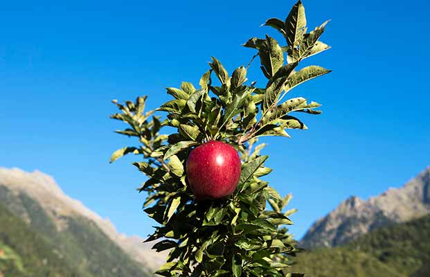 Museo altoatesino della frutticoltura