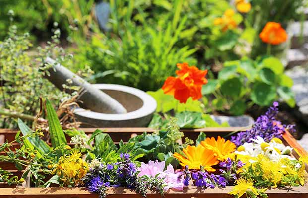 Le erbe dell'Alto Adige