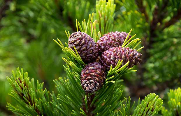 Larice, pino mugo e pino cembro