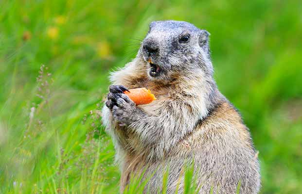 La fauna dell'Alto Adige