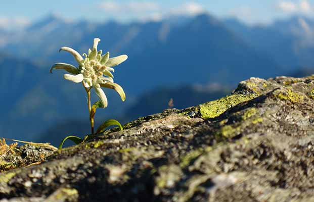 Proverbi & modi di dire contadini