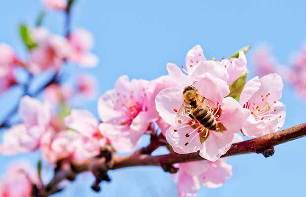 Festa della fioritura a Lana