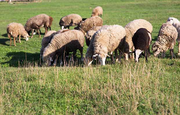 Transumanza delle pecore in Val Senales