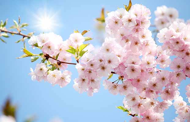 La fioritura dei meli in Alto Adige